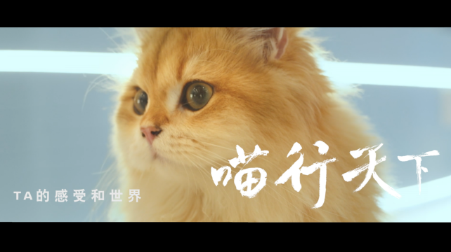 喵行天下，與NI解鎖新體驗(yàn)